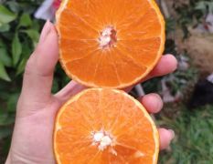 四川爱媛38号果冻橙一件代发对接社区团购，电商代发货，品质