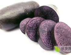 山东莱阳黑金刚土豆，皮肉均为紫黑色