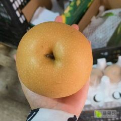 河北威县秋月梨精品大果便宜出了