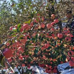 白水苹果代办包发