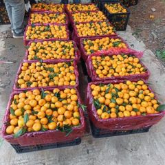 2023年11月湖北松滋南丰蜜桔批量供应上市