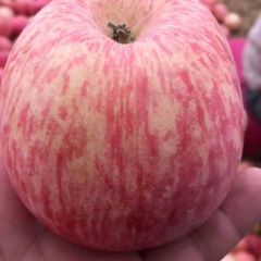 陕西纸夹膜红富士苹果产地批发价格水晶红富士苹果产地