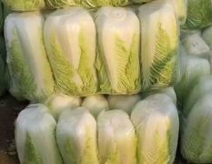 大量供应出售优质白菜，适合冷库储存市场批发！