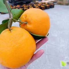 四川耙耙柑70+