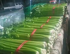 西芹大量有货，河北省昌黎县老刘蔬菜代收17803357888