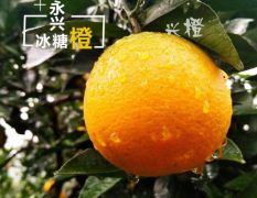 永兴冰糖橙湖南郴州永兴特产果园现摘新鲜水果