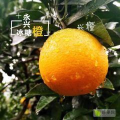 永兴冰糖橙湖南郴州永兴特产果园现摘新鲜水果