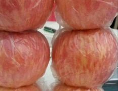 陕西红富士苹果产地批发价格，纸加膜红富士苹果批发行情。