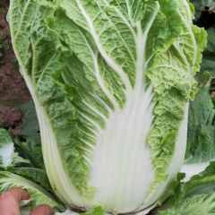 大量供应黄心菜产地直销