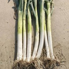 栾城大葱，价格美丽，货源充足。