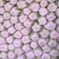 夏邑县精品矮颗黄心白菜