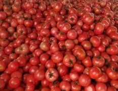 西红柿大量供应全国代收代发