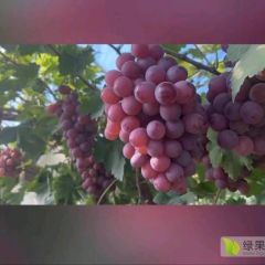 天津市蓟州区大量红提葡萄供应