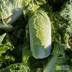 北京三号大白菜