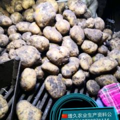 土豆种子，成品薯供应