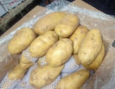 供应各种规格的土豆，产地一手货源