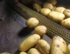 免渡河优质马铃薯土豆