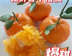 四川甘平柑橘一件代发