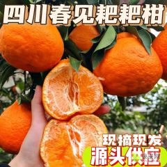 四川春见耙耙柑一件代发
