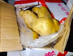 山东潍坊安丘供应优质土豆