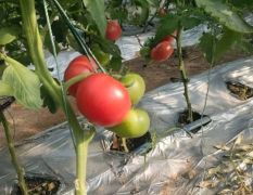 2024 年普罗旺斯
西红柿已经成熟了
