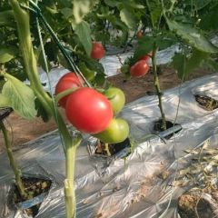 2024 年普罗旺斯水果西红柿已经成熟了