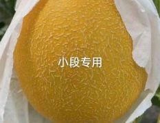 河北饶阳【九红瑞】【小蜜25】【奶香蜜】甜瓜大量供应中