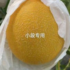 河北饶阳【九红瑞】【小蜜25】【奶香蜜】甜瓜大量供应中