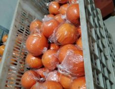 自产自销纽荷尔脐橙，无中间环节，香甜可口，价格优惠。