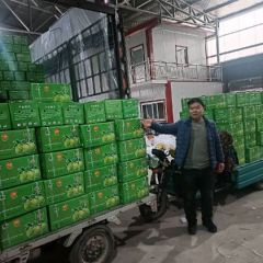 山西省运城市临猗县冷库红香酥梨出售