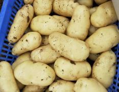 常年供应各规格黄心荷兰十五土豆，价低，质优。