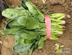 泰安岱岳区大量供应优质大叶菠菜