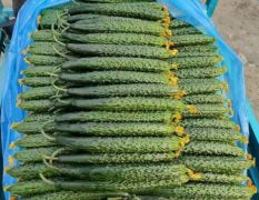 兰陵县精品密刺黄瓜大量上市，油亮密刺，产地直发，物流全国