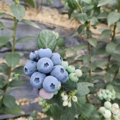 优质蓝莓对接全国客商