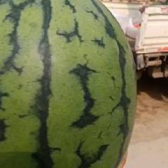 远信果蔬诚邀各地客商