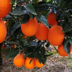 秭归脐橙、九月红、春椪柑、红橙、伦晚、夏橙一手货
