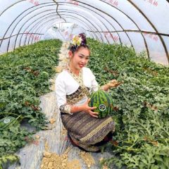 云南麒麟西瓜头茬甜度高皮薄多汁对接全国市场