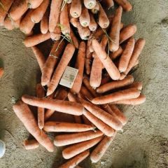 菏泽市单县出售冷库三红胡萝卜