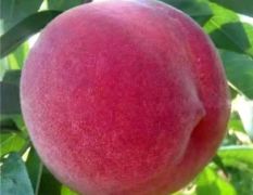 主营各种新品种优质桃树苗