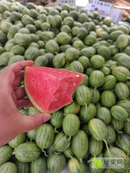 早春红玉价格