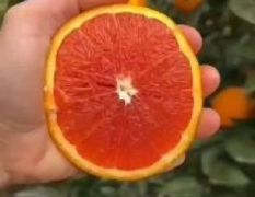 中华红橙血橙