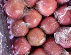 山西省万荣县低价出售玉露香梨，红香酥梨