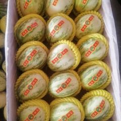 河北唐山乐亭花姑娘，金典，天香二号大量开园中