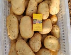 大棚荷兰十五土豆大量供应