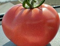西红柿直供产地，一手货源
