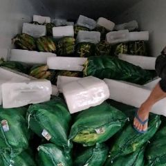 玉米——元谋甜玉米大量上市