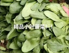 邯郸主产区高杆小叶菠菜