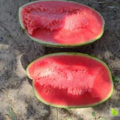 辽宁产区水果蔬菜代办常年买办各种水果蔬菜