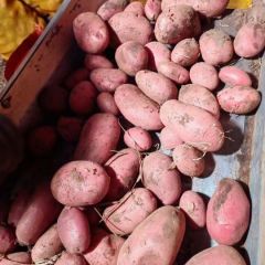 土豆原种销售