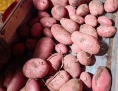 土豆原种销售
